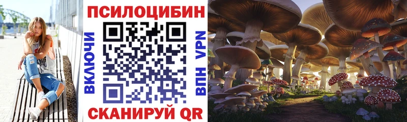 магазин продажи   Торжок  Псилоцибиновые грибы Psilocybe 